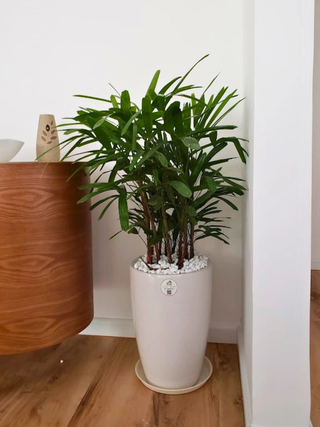 palm plant air purifier Potted Lady Palm (Rhapis Excelsa)