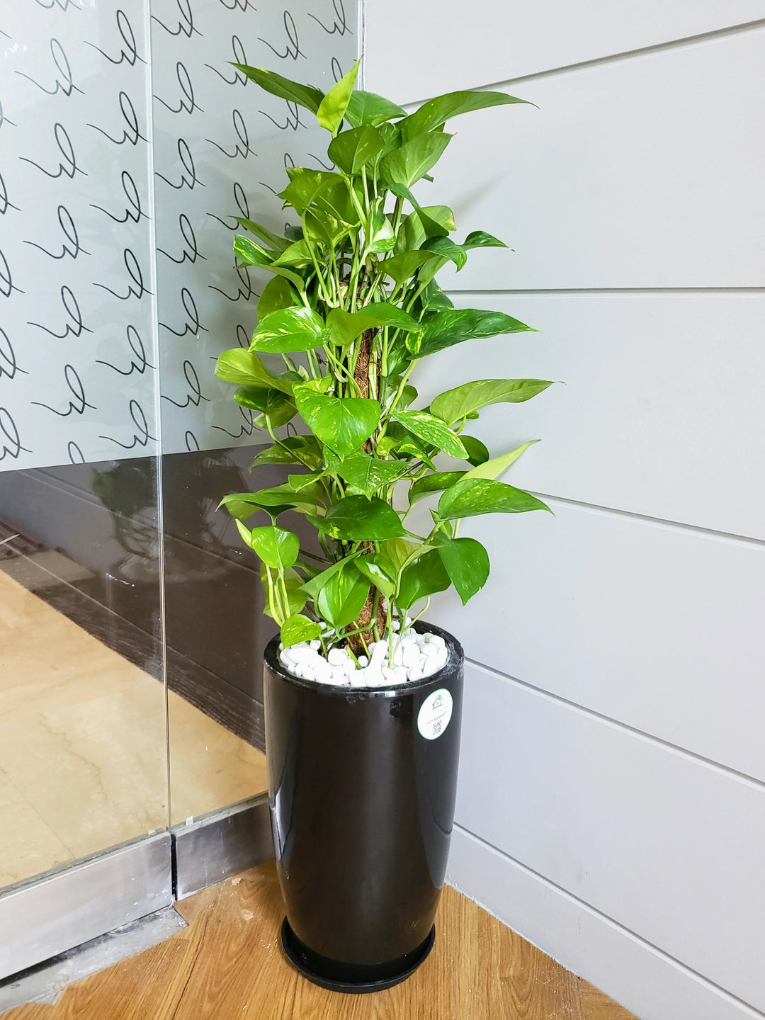 best pot for a money tree XL Potted Money Plant | 150–170cm