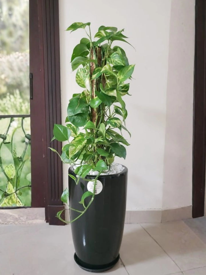 Large-Money-Plant-in-Black-Ceramic-Pot_main