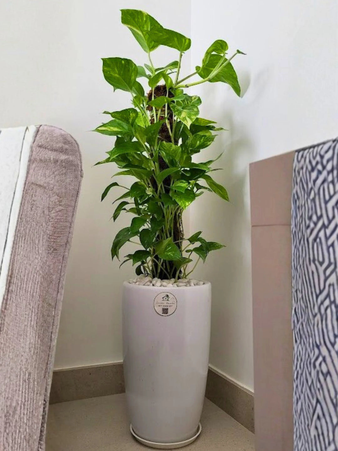 money plant pots online Large Potted Money Plant | 90–100cm