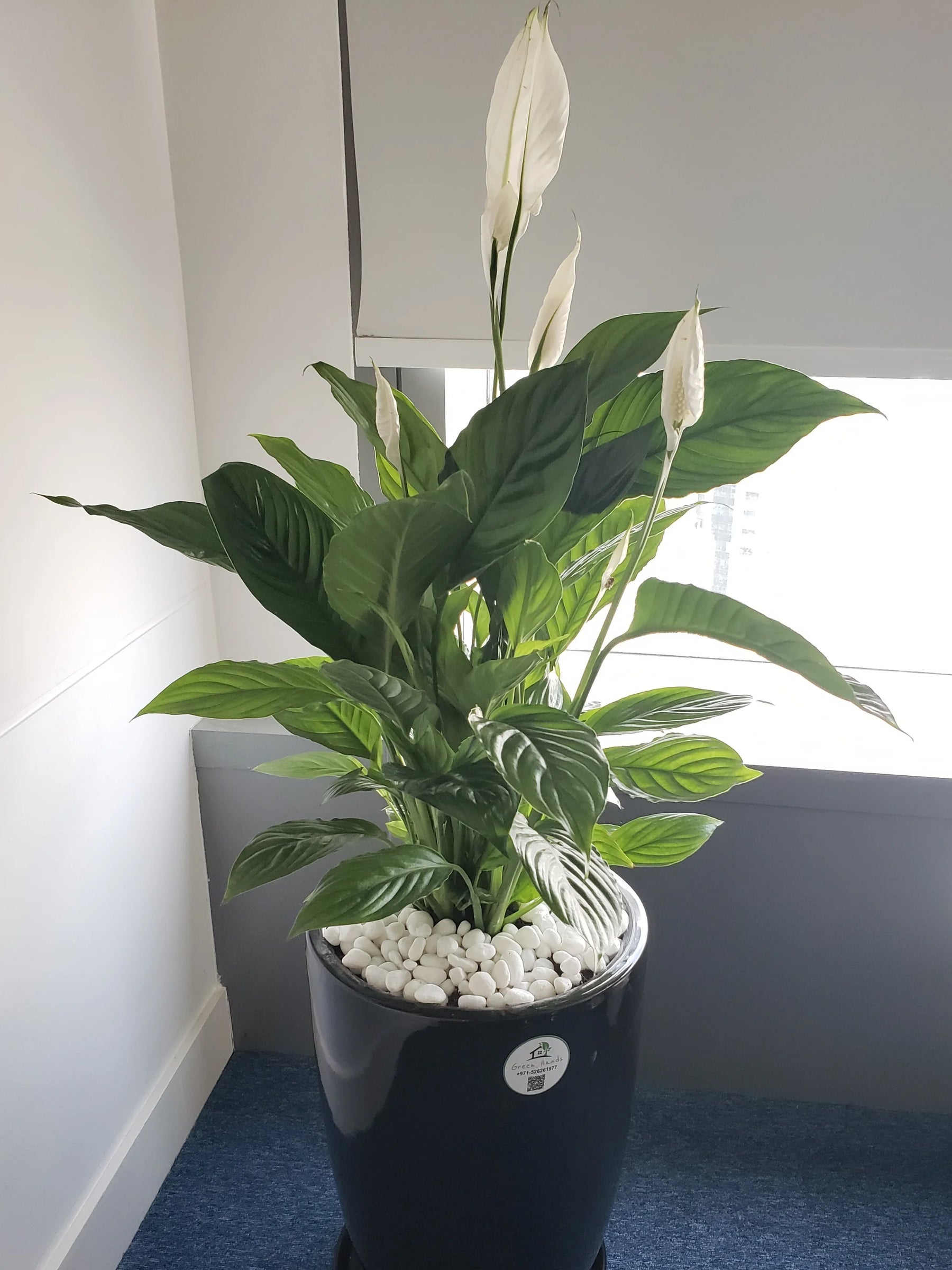 peace lily air purifier XL Potted Peace Lily | 100–120cm
