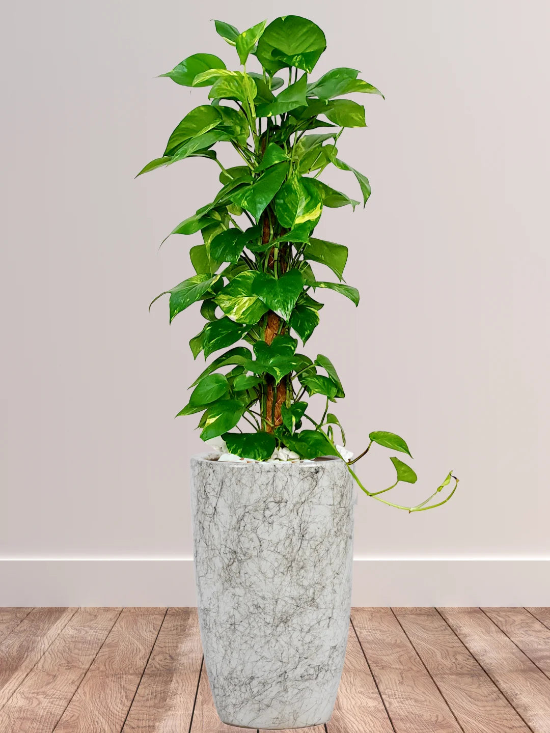 money plant at home Large Potted Money Plant | 90–100cm