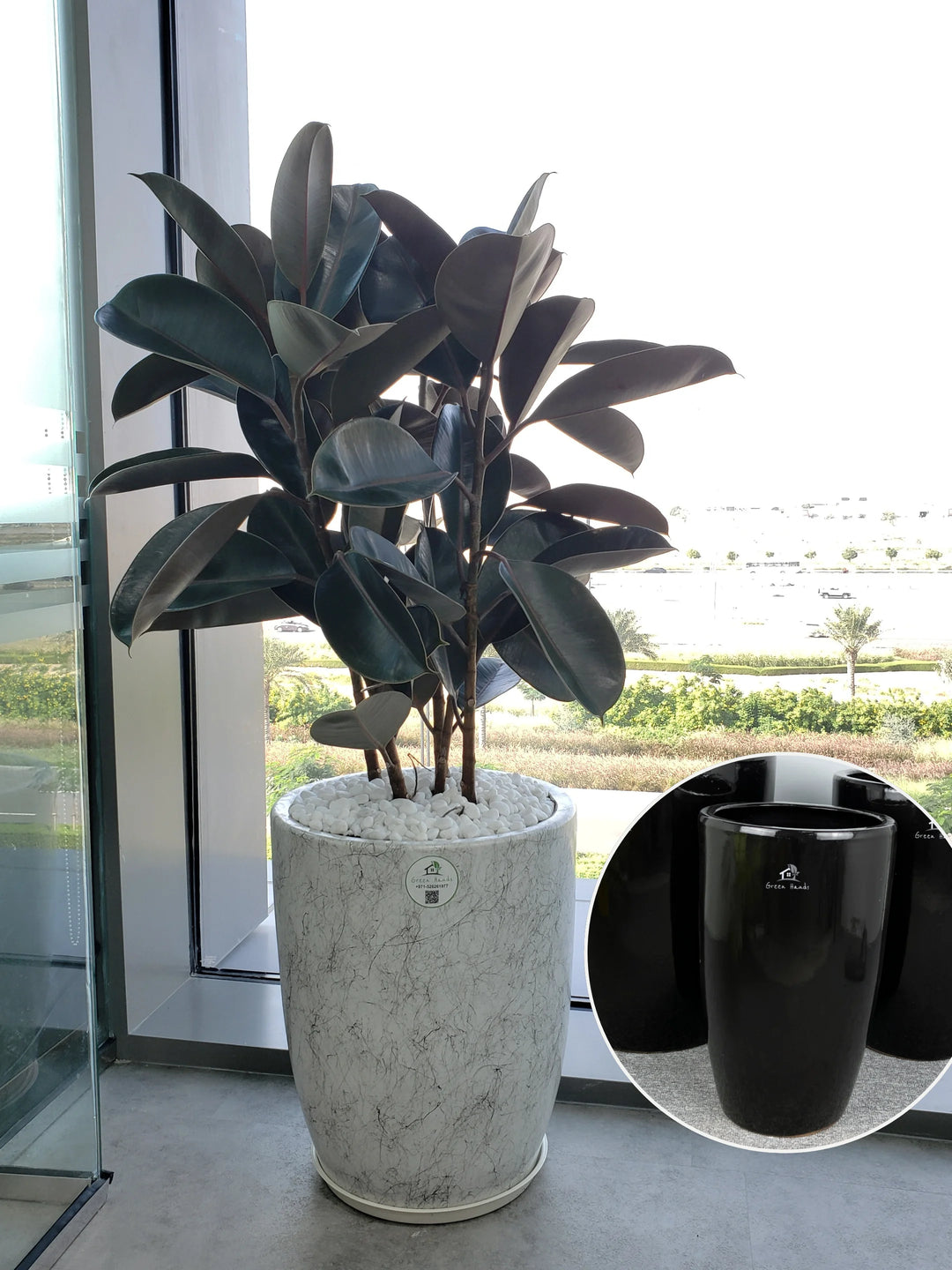 rubber pots for plants Large Potted Rubber Plant | 80–100cm
