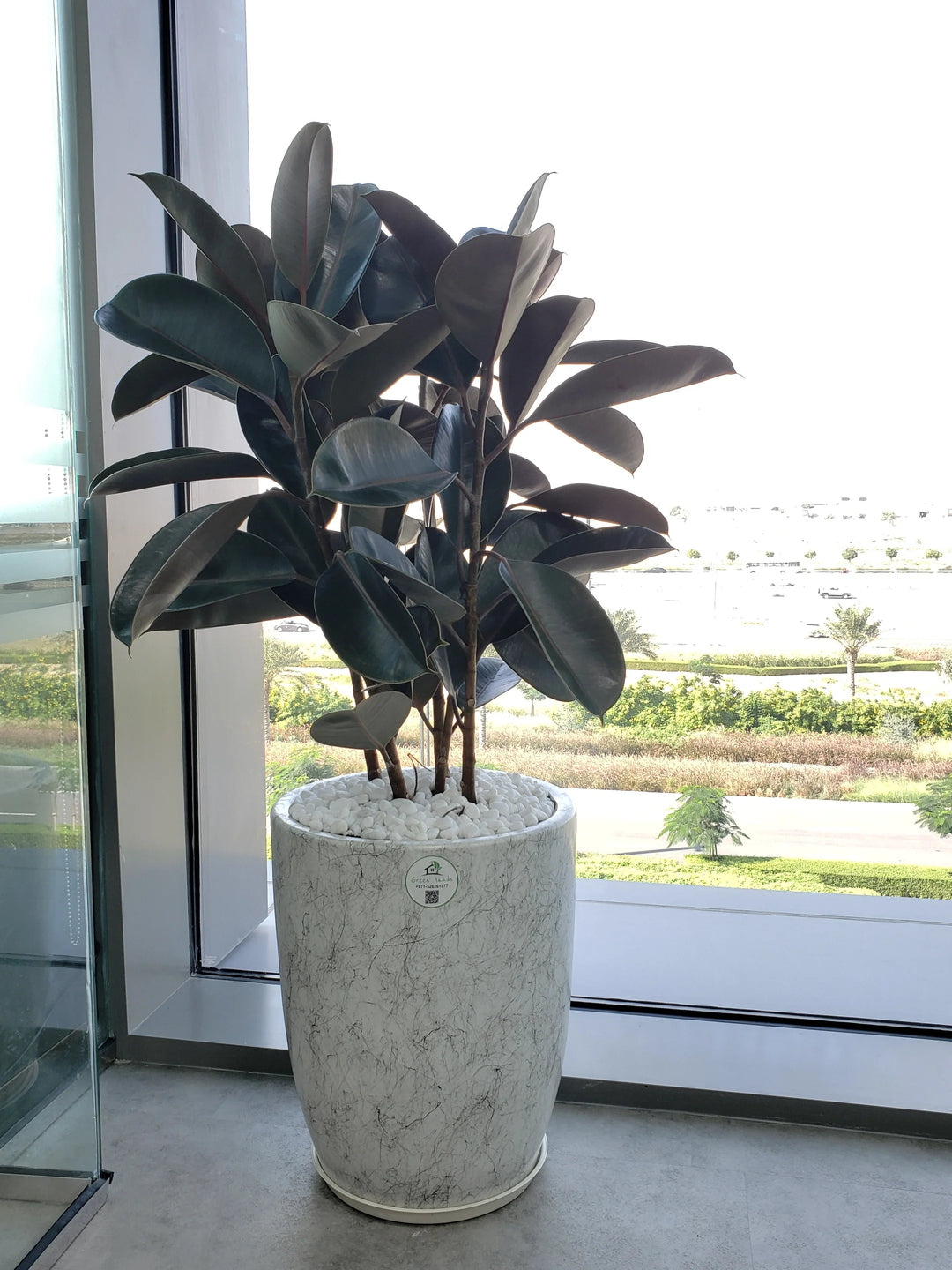 tall indoor rubber plant Large Potted Rubber Plant | 80–100cm
