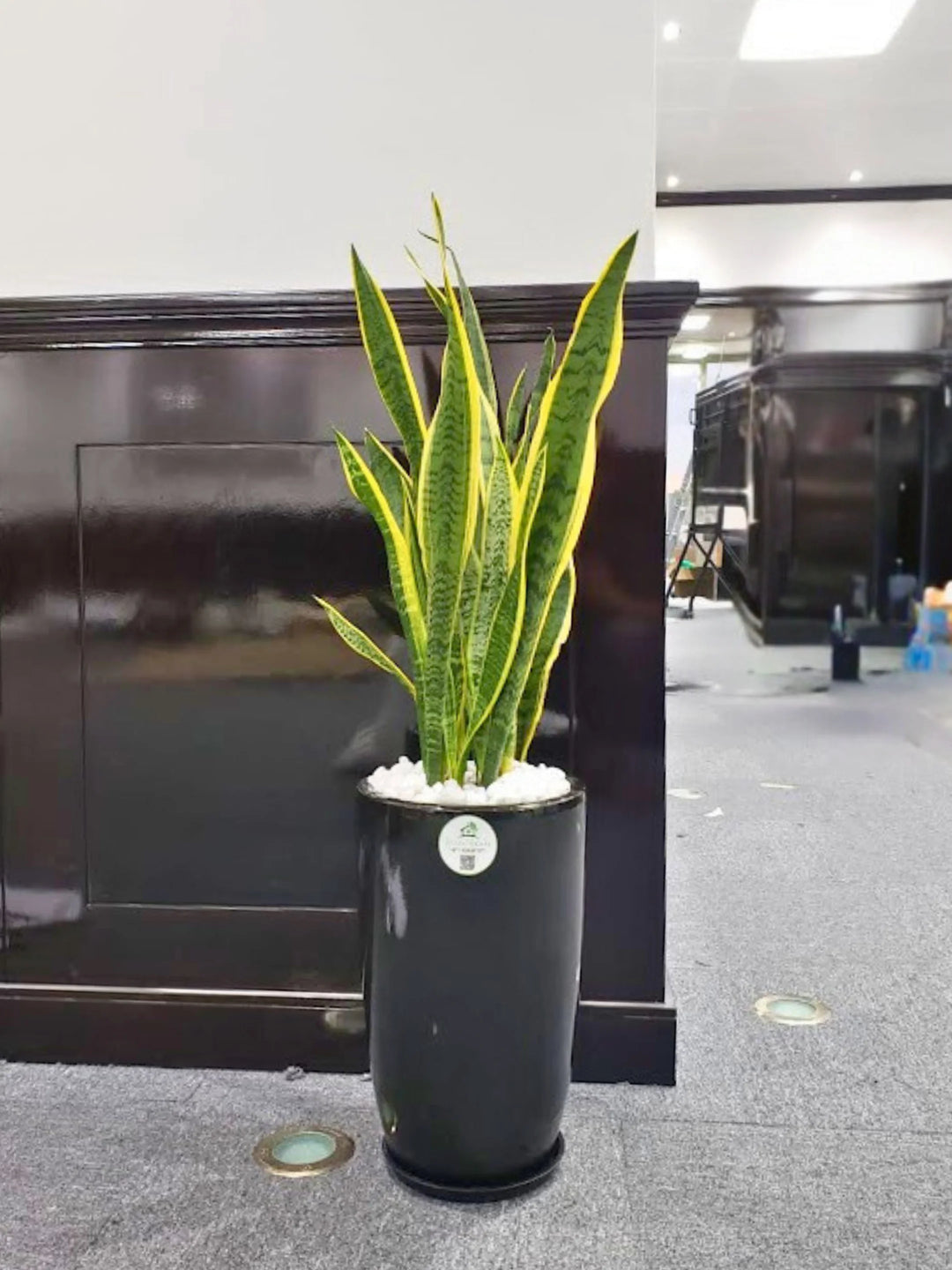 best pot for large snake plant Large Potted Snake Plant | Low Light