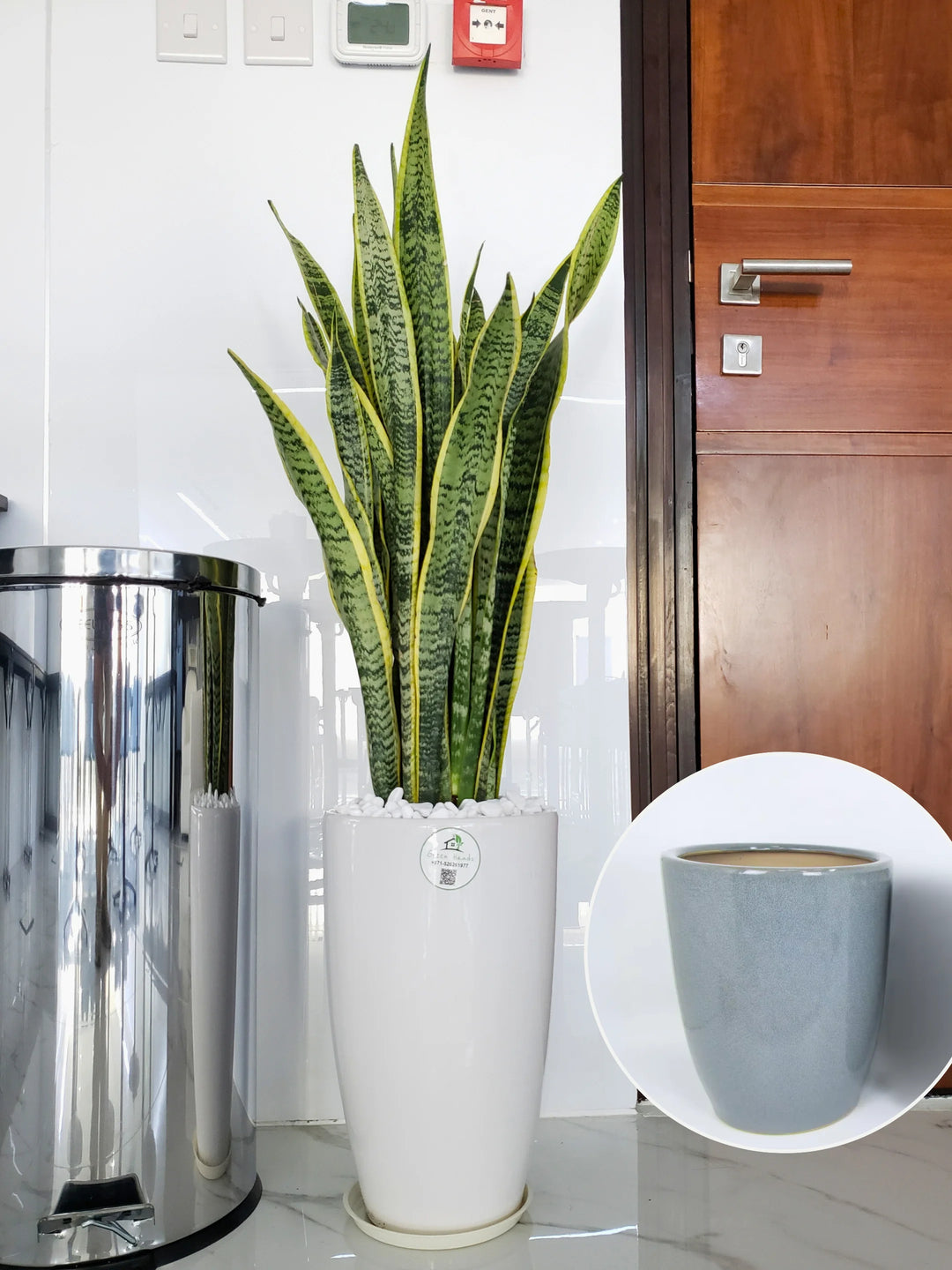 nasa clean air snake plant Large Potted Snake Plant | Low Light