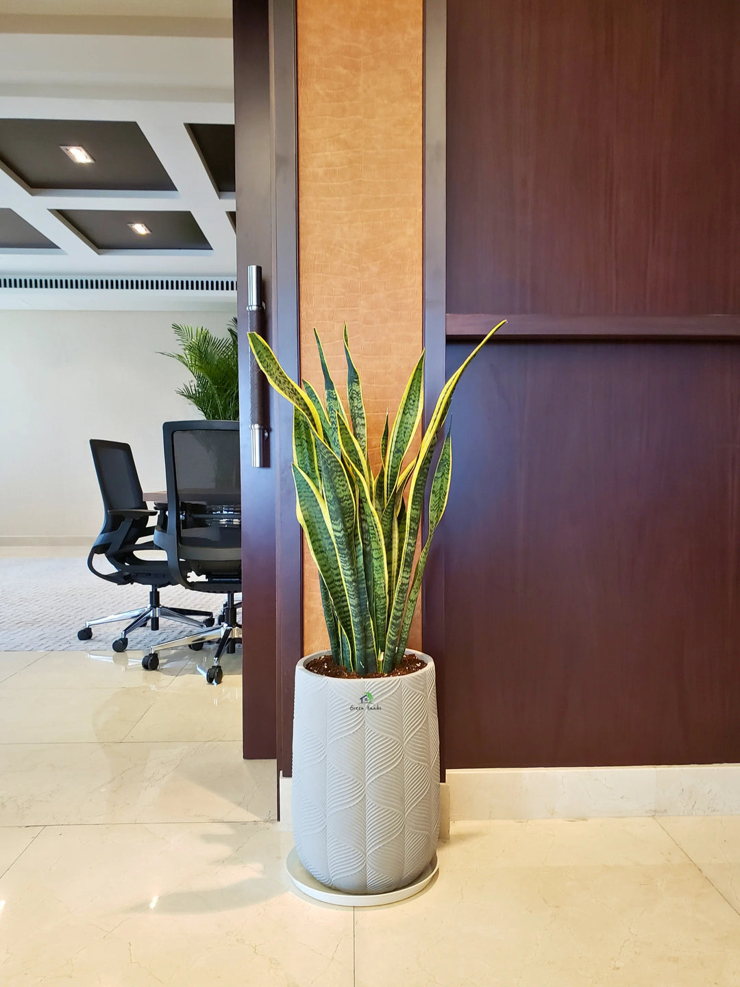 large snake plant in pot Large Potted Snake Plant | Low Light