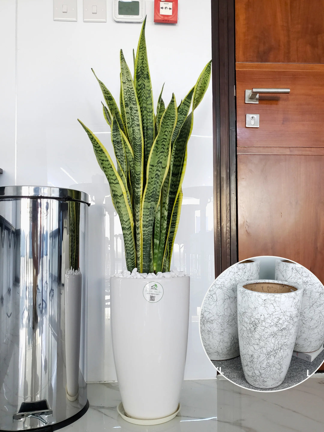 big snake plant Large Potted Snake Plant | Low Light