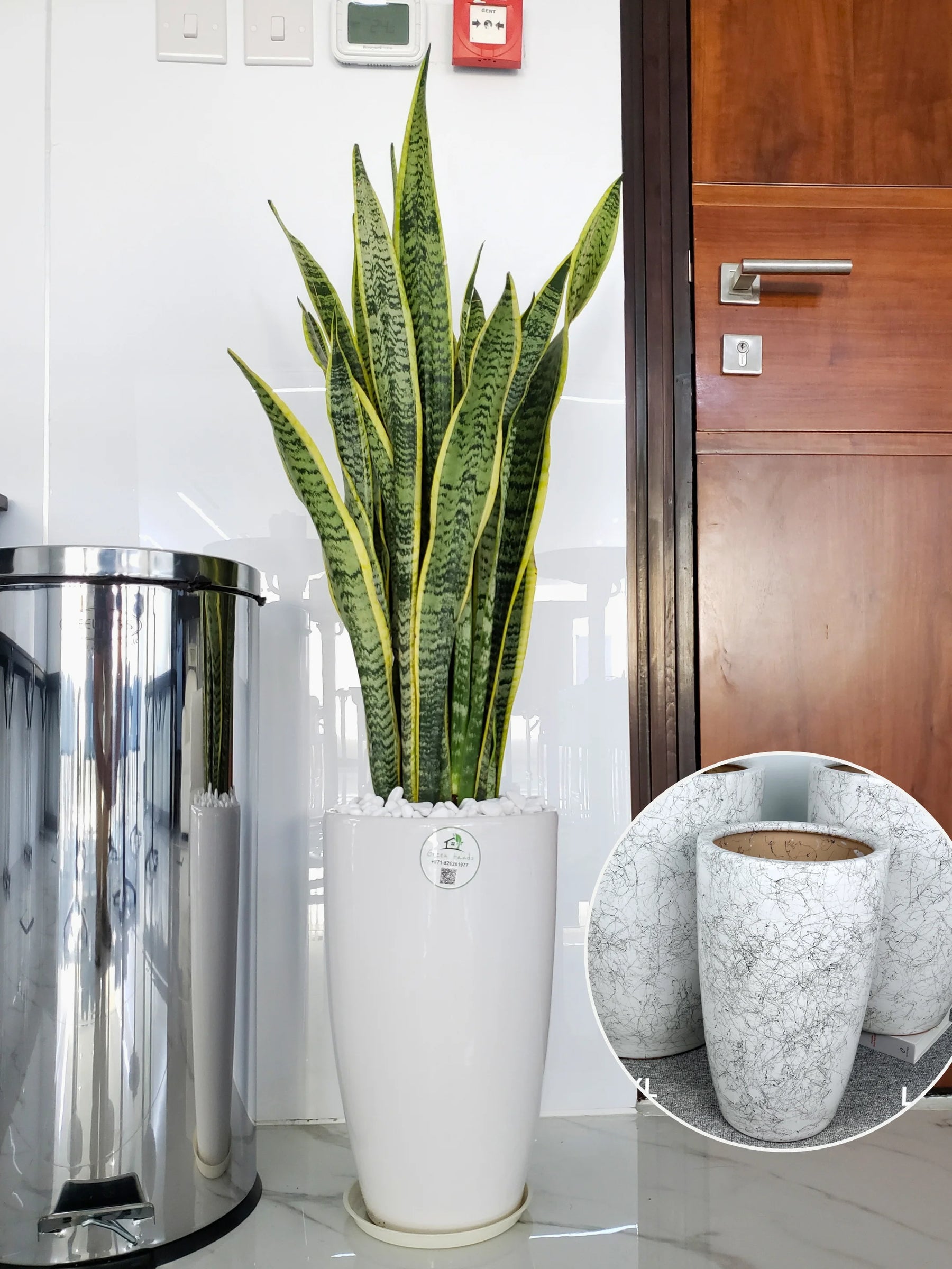 nasa study on snake plant Large Potted Snake Plant | Low Light