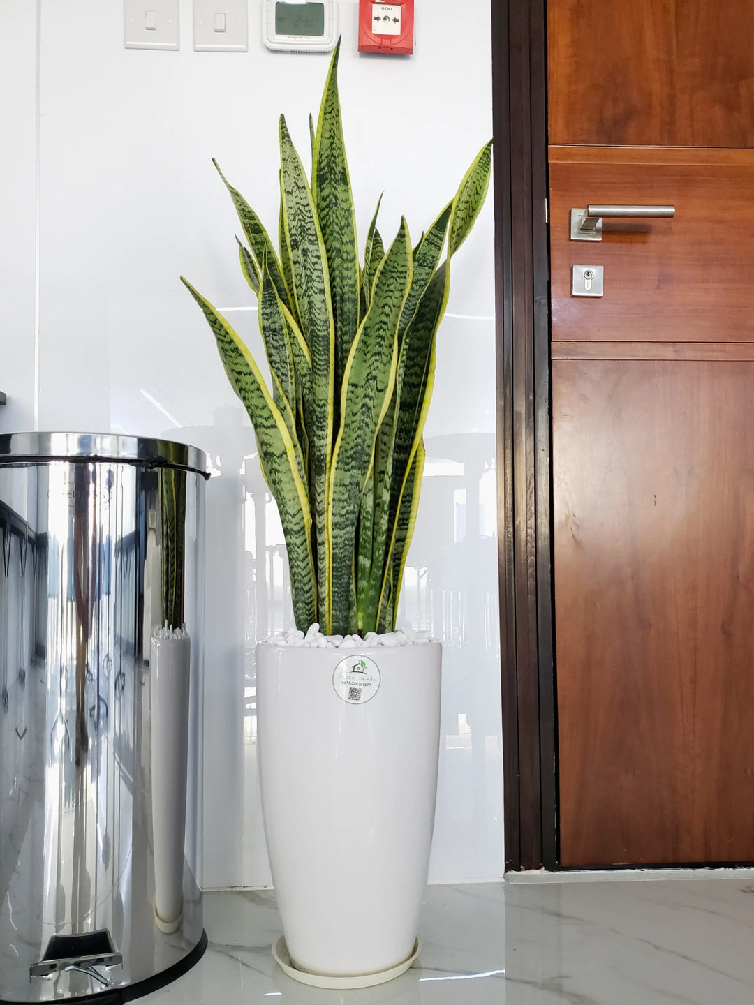 snake plant pot size Large Potted Snake Plant | Low Light
