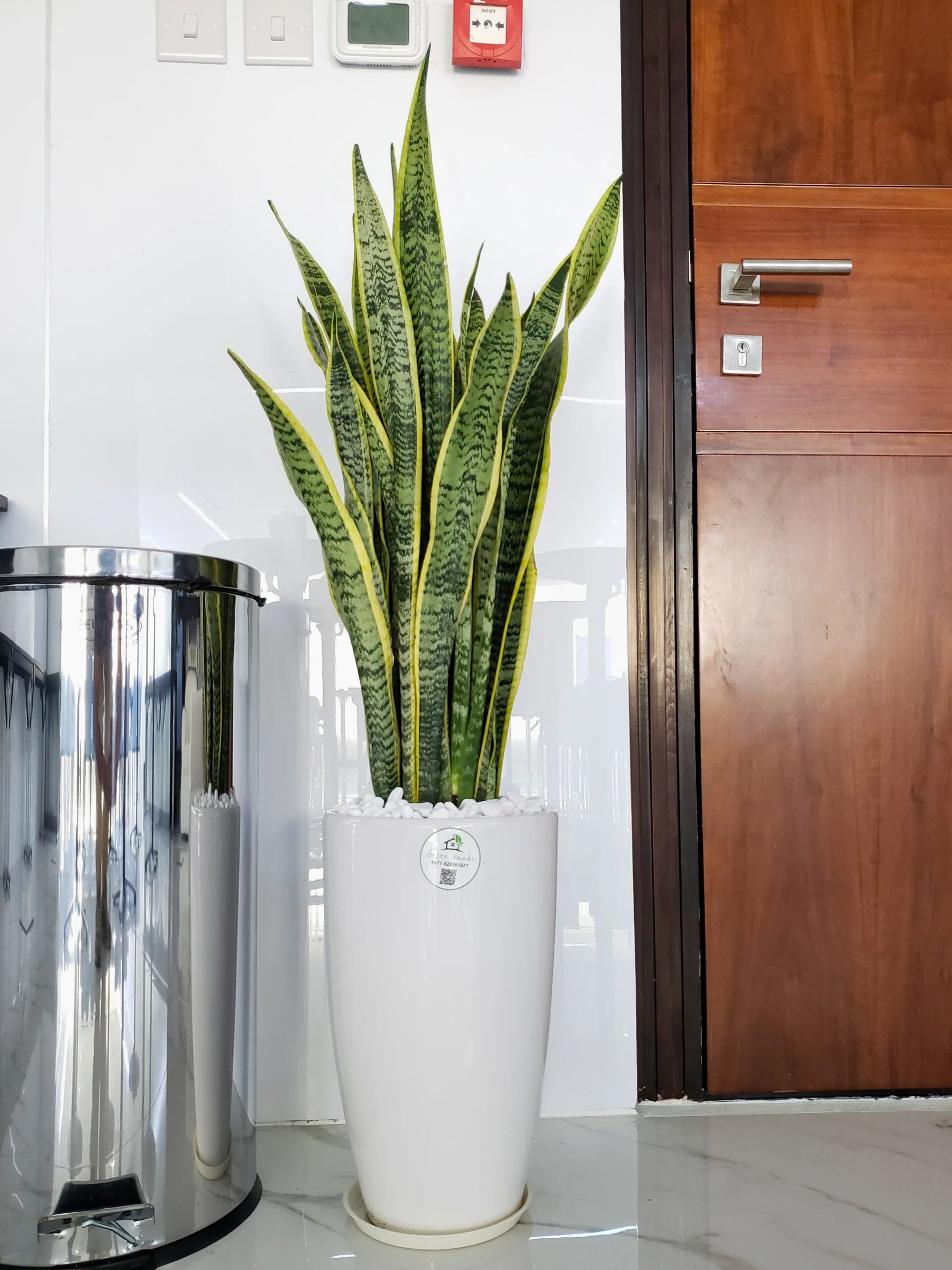 pot for snake plant Large Potted Snake Plant | Low Light