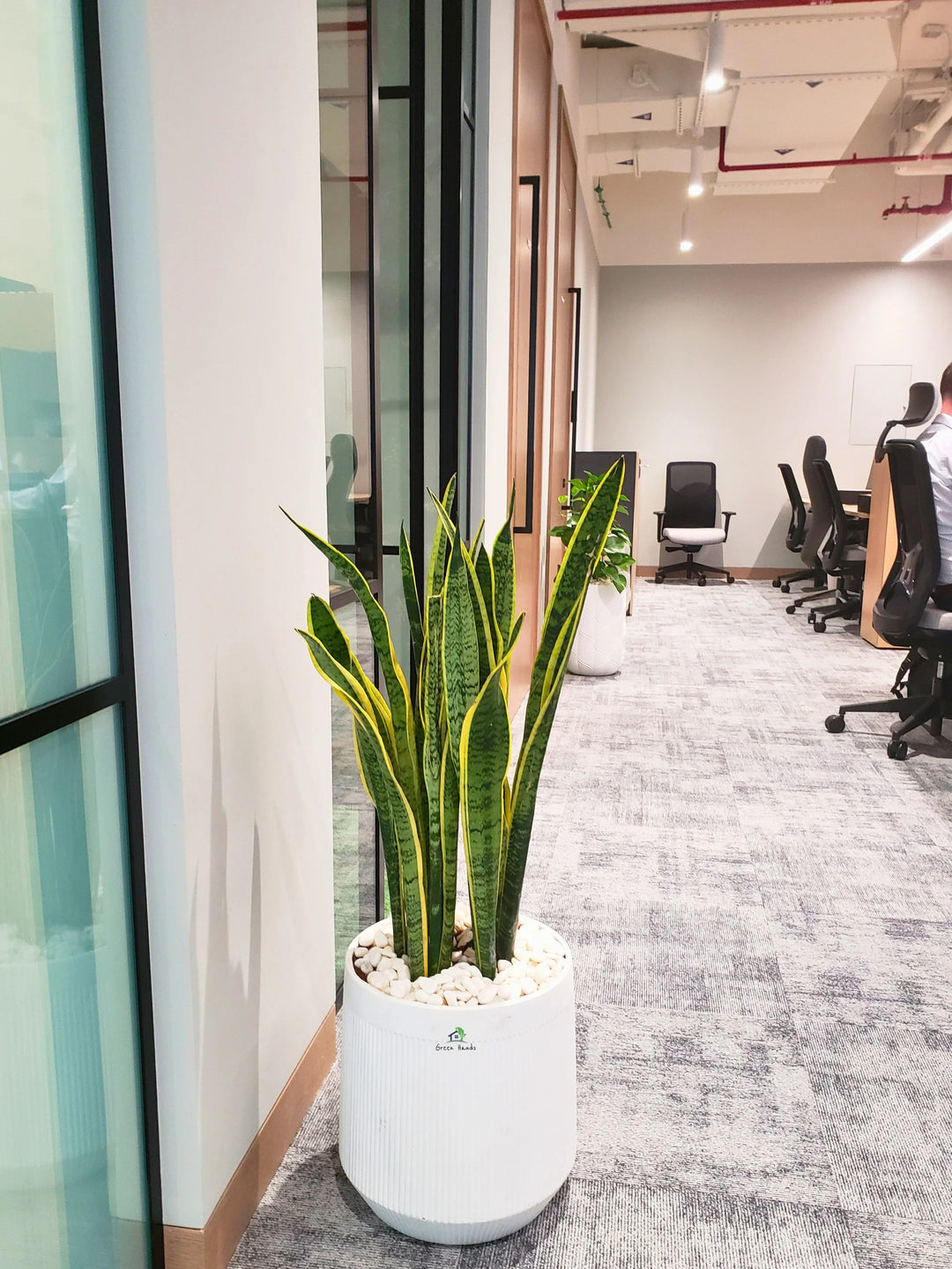 fiber snake plant Large Potted Snake Plant | Low Light