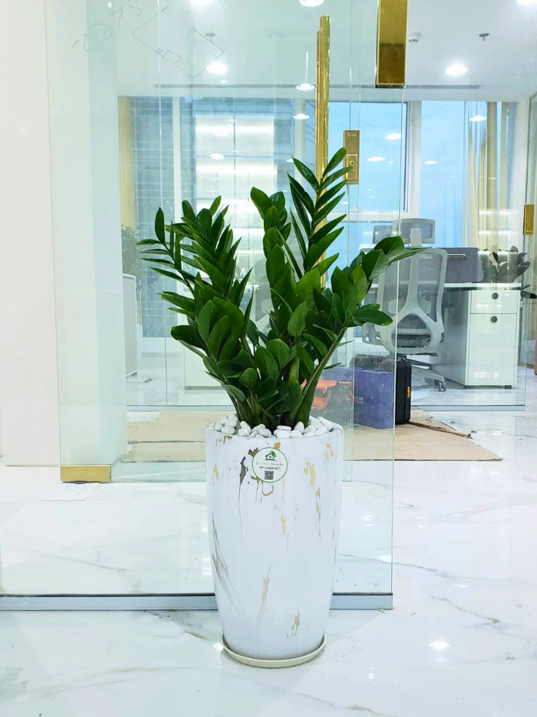 tall zz plant Potted ZZ Plant | 80–90cm | Low Light