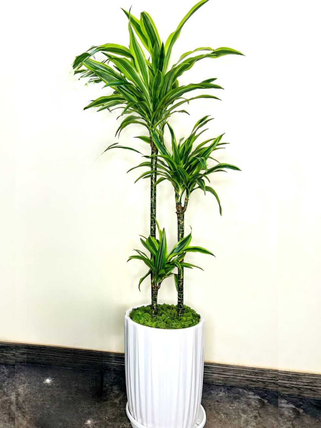 XL Potted Dracaena Lemon Lime | Pot & Moss Included Planted in Glossy White Pot