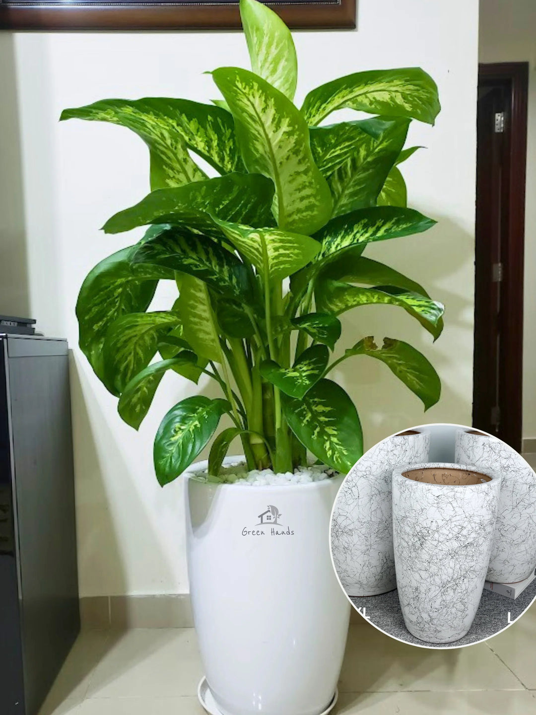 dieffenbachia mature XL Potted Dieffenbachia | 80–120cm