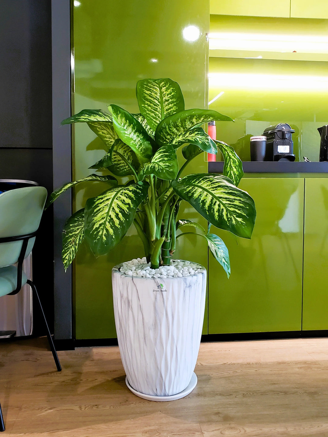 dieffenbachia indoor XL Potted Dieffenbachia | 80–120cm