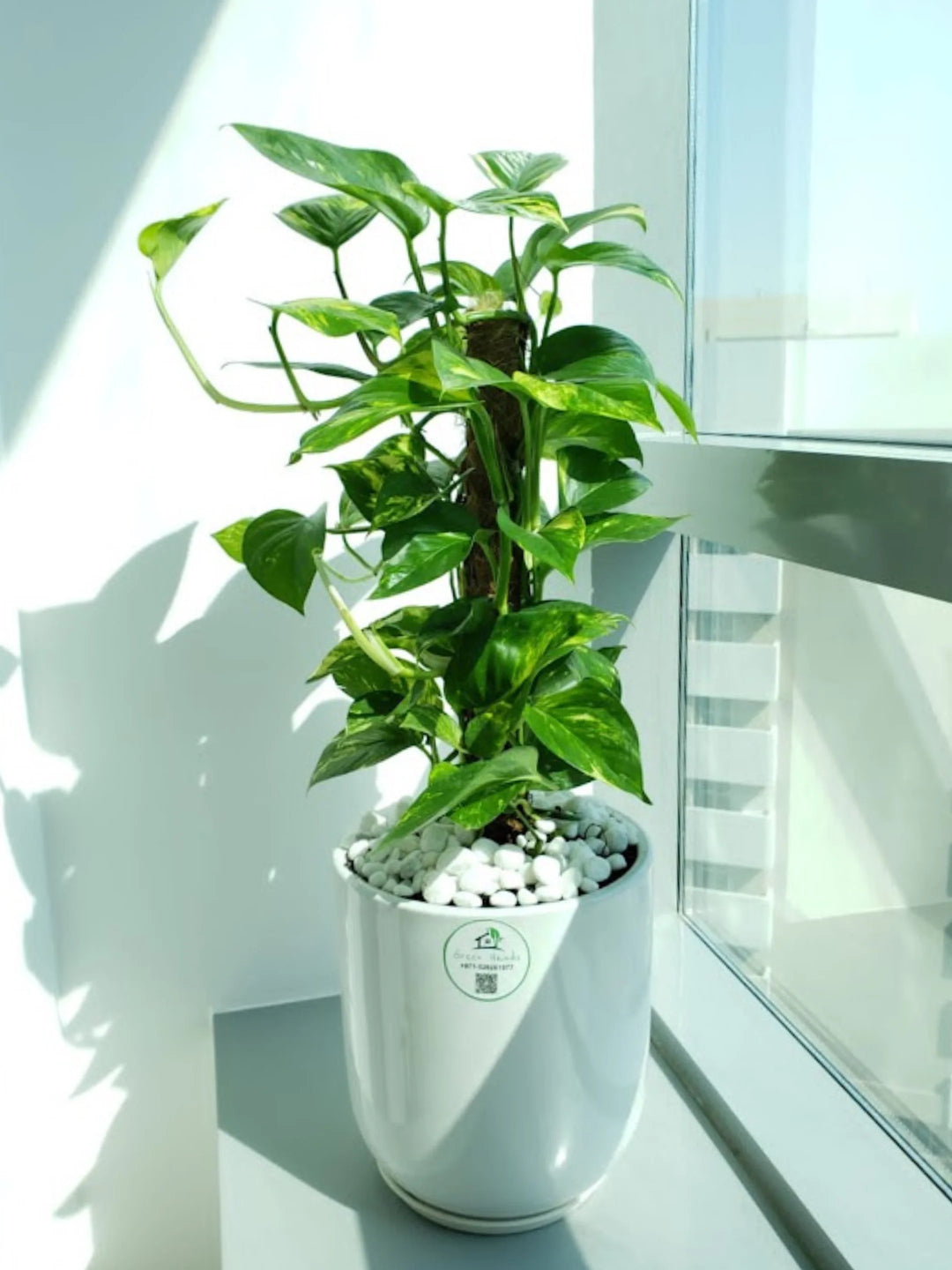 medium pot plants Potted Medium Money Plant | 70–80cm