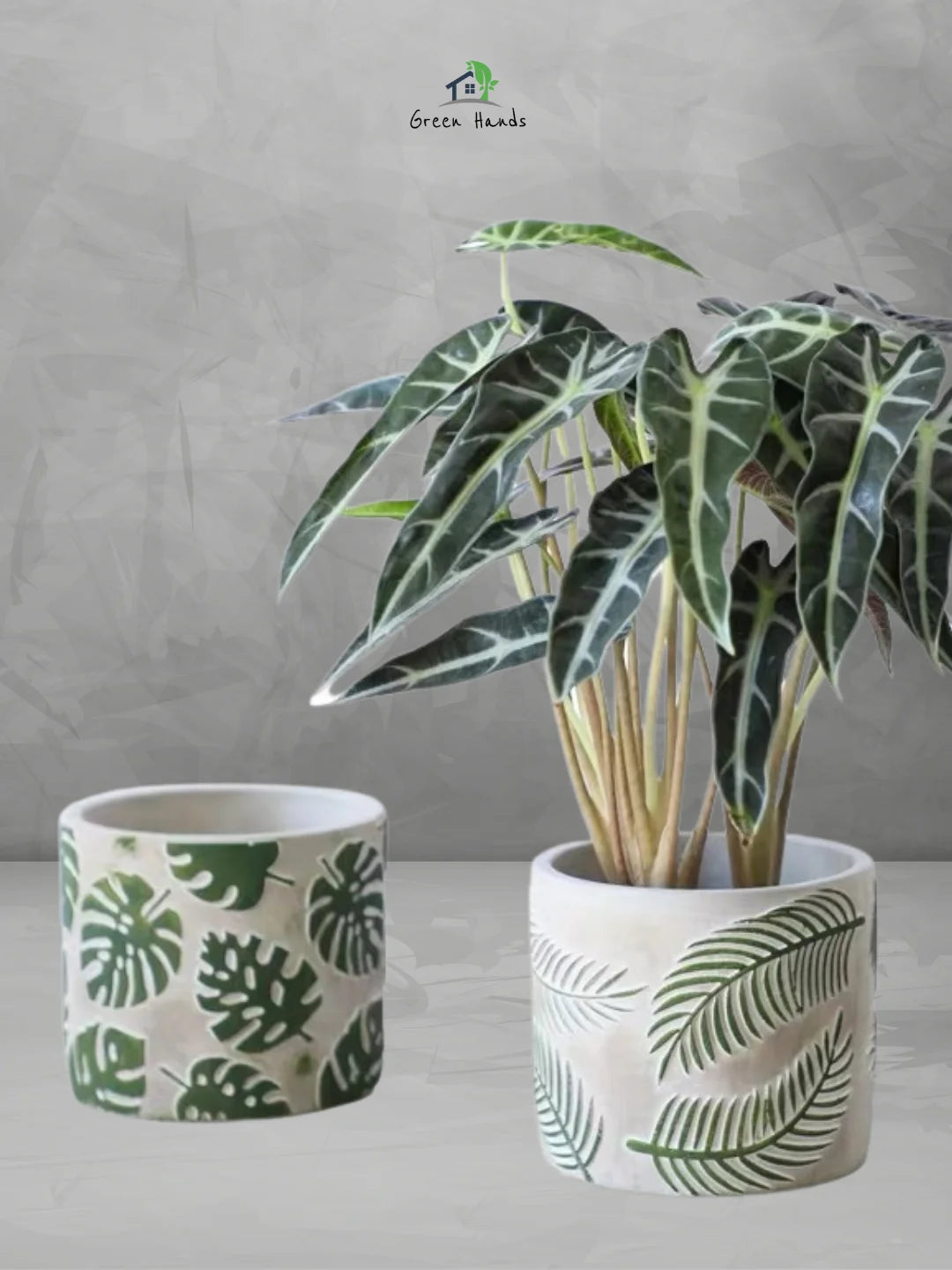 monstera deliciosa in pot Monstera Delicosia Planter – Green Hands