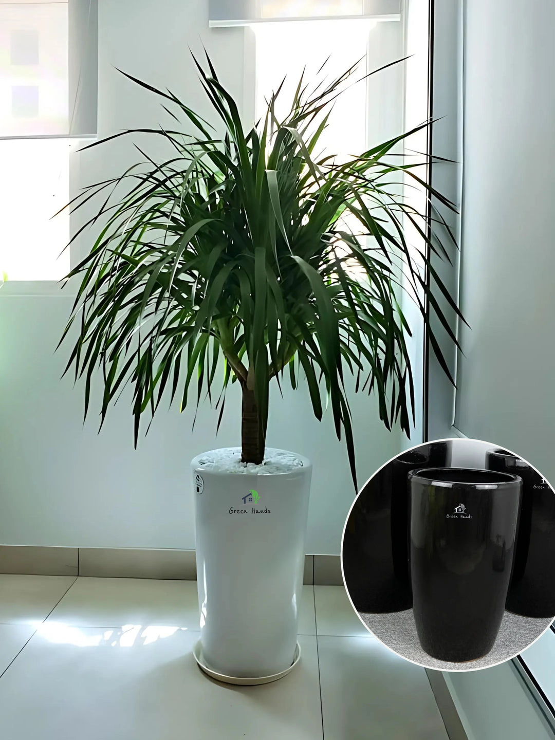 Multihead-Dracaena-in-Black-Ceramic-Pot