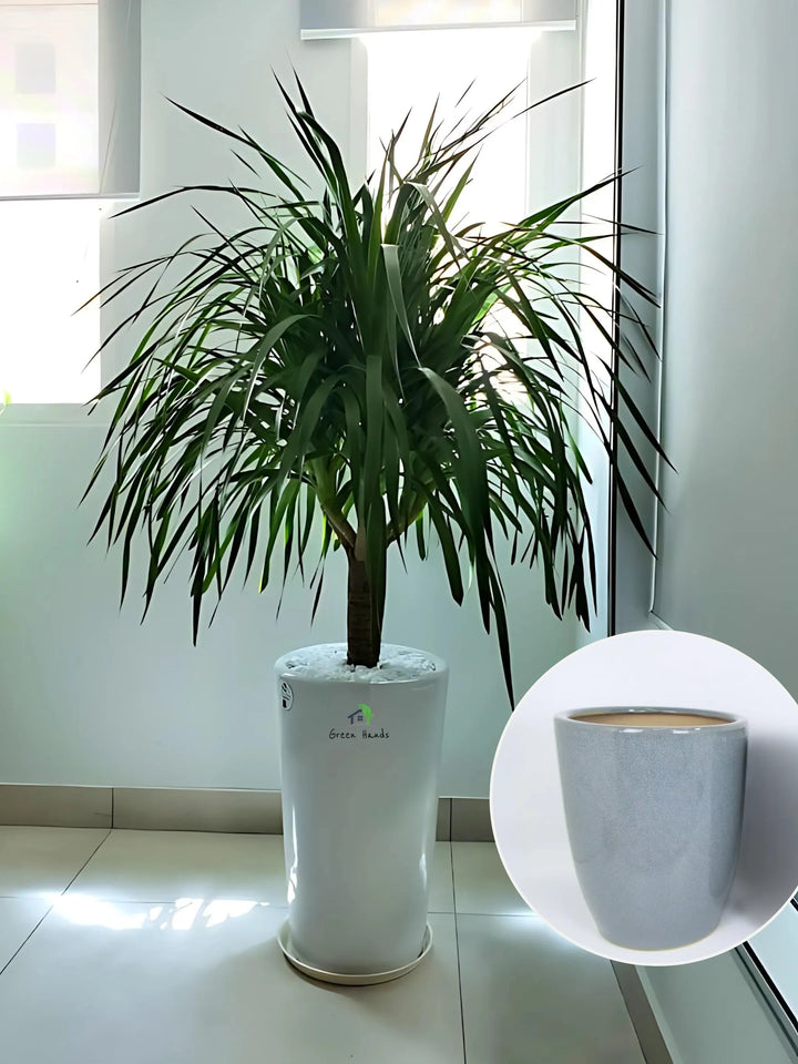 Multihead-Dracaena-in-Grey-Ceramic-Pot