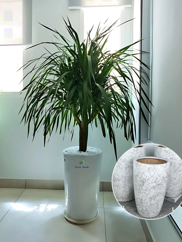 Multihead-Dracaena-in-Marble-Ceramic-Pot