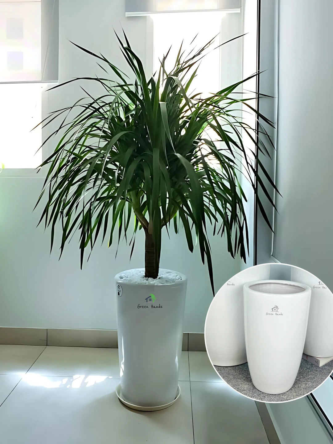 Multihead-Dracaena-in-White-Ceramic-Pot_main