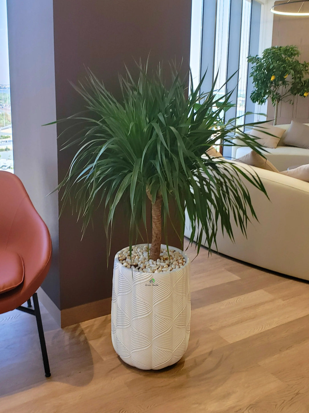 dracaena head XL Potted Multi-Head Dracaena | 140–160cm