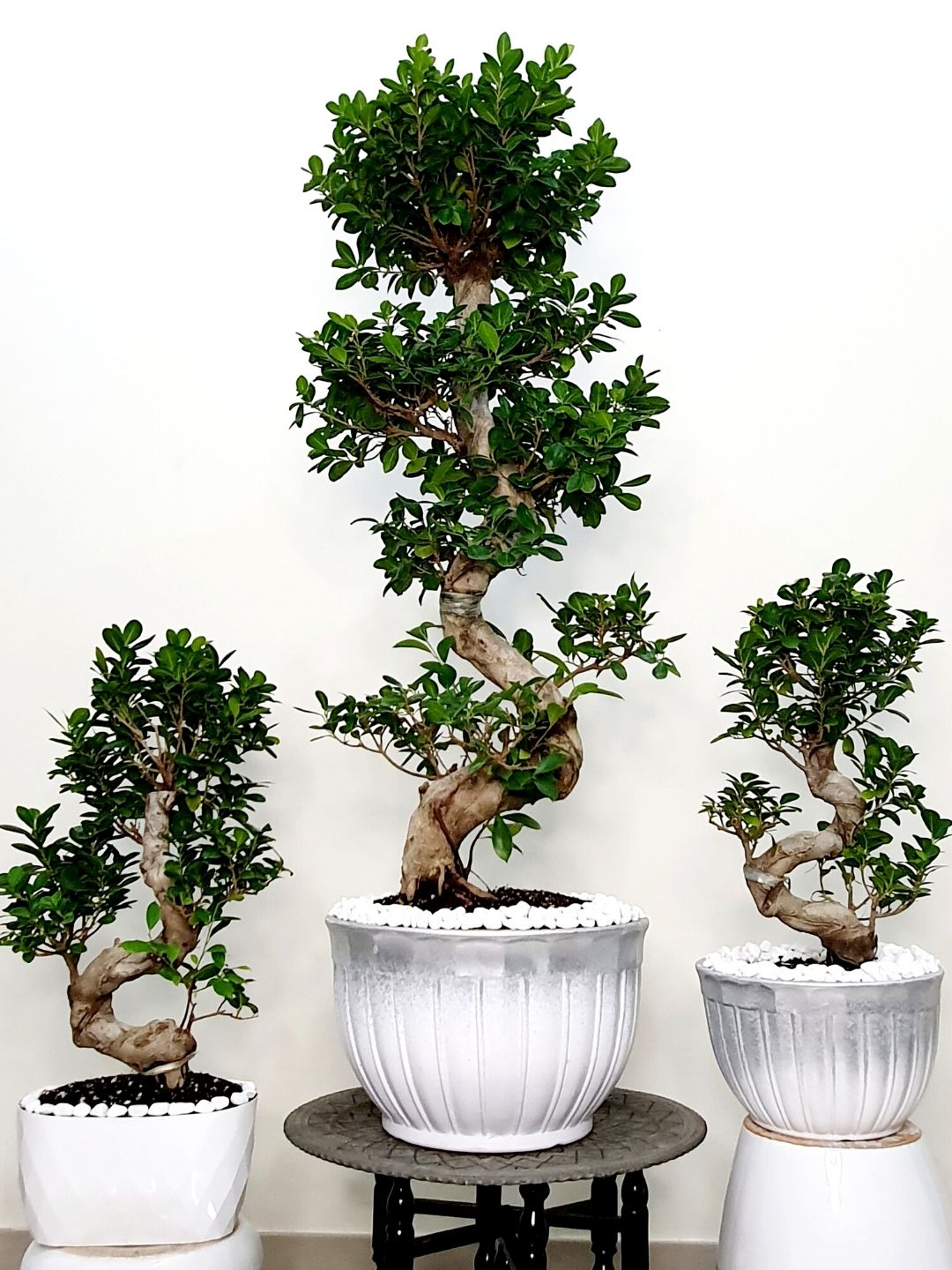Potted XL Bonsai Tree - S Shape Planted in Ceramic Tall White Pot with Moss Topping