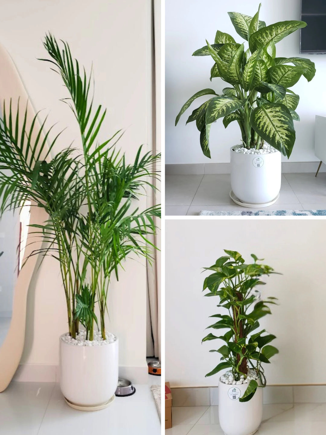 money palm plant Potted Areca Palm, Dieffenbachia & Money Plant Bundle
