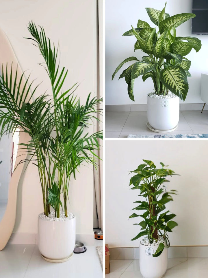 money plant sri lanka Potted Areca Palm, Dieffenbachia & Money Plant Bundle