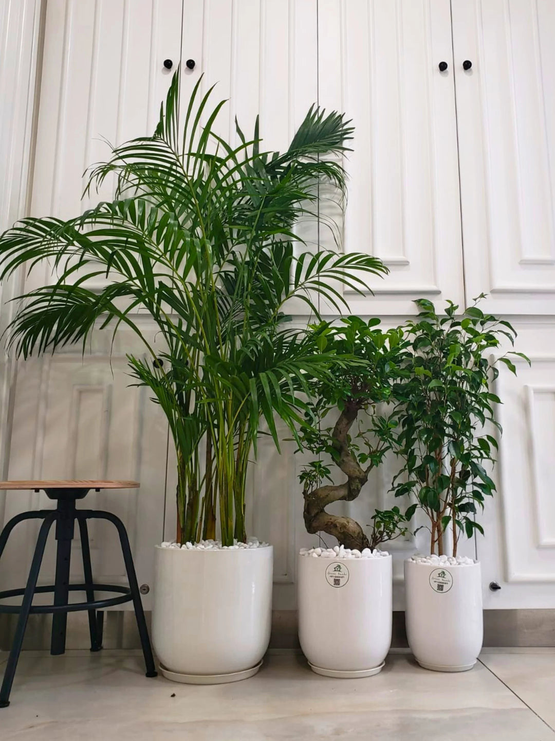 areca palm bonsai Potted Areca Palm, Ficus Benjamina & S Bonsai Bundle