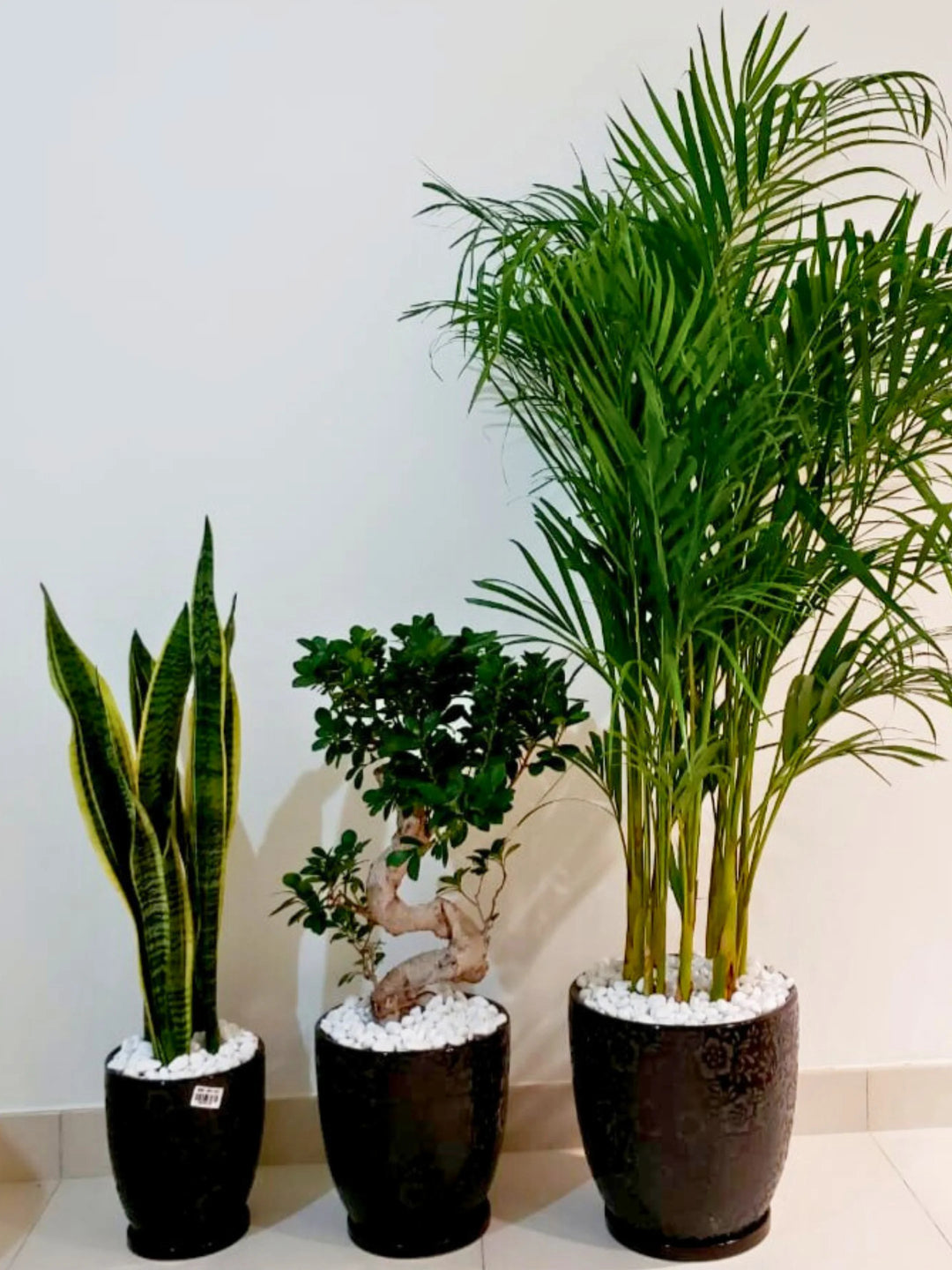 areca palm snake plant and money plant Potted Areca Palm, Snake Plant & S Bonsai Bundle