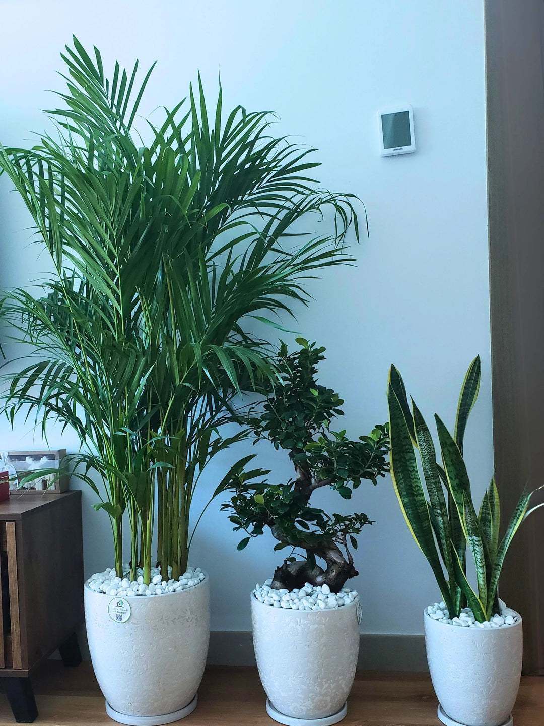 snake plant money plant areca plant Potted Areca Palm, Snake Plant & S Bonsai Bundle