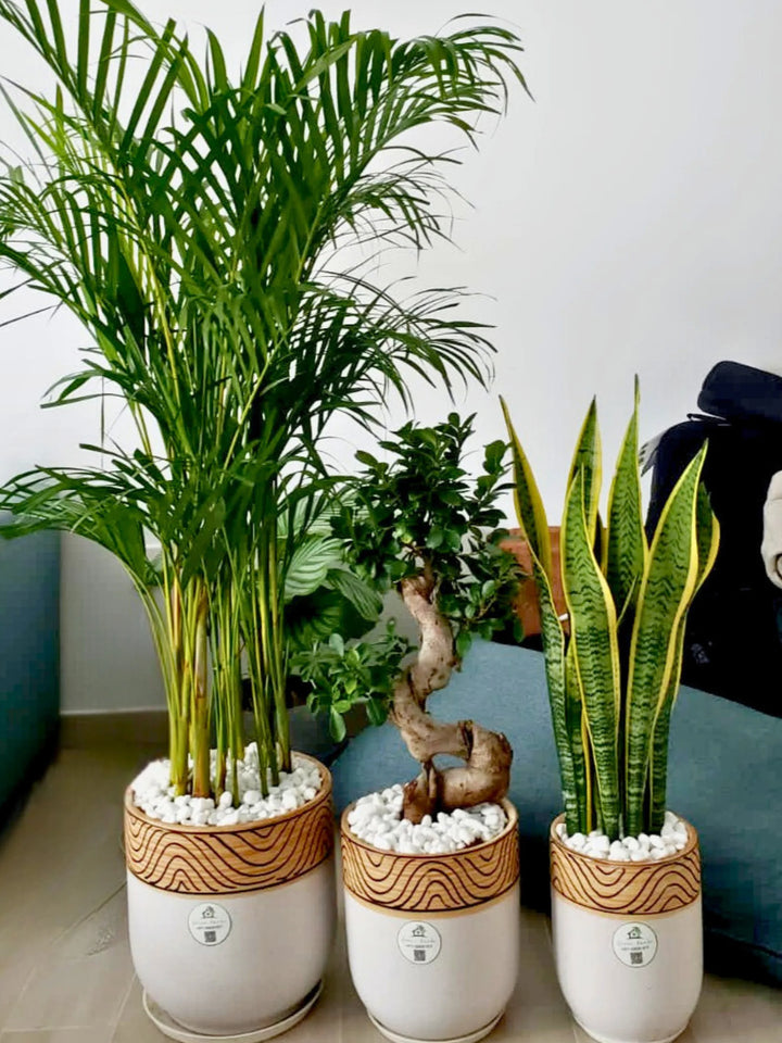 areca palm snake plant and money plant Potted Areca Palm, Snake Plant & S Bonsai Bundle