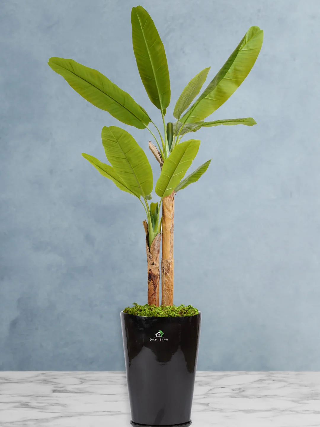Potted-Artificial-XL-Banana-Tree-in-Premium-Glossy-White-Ceramic-Pot