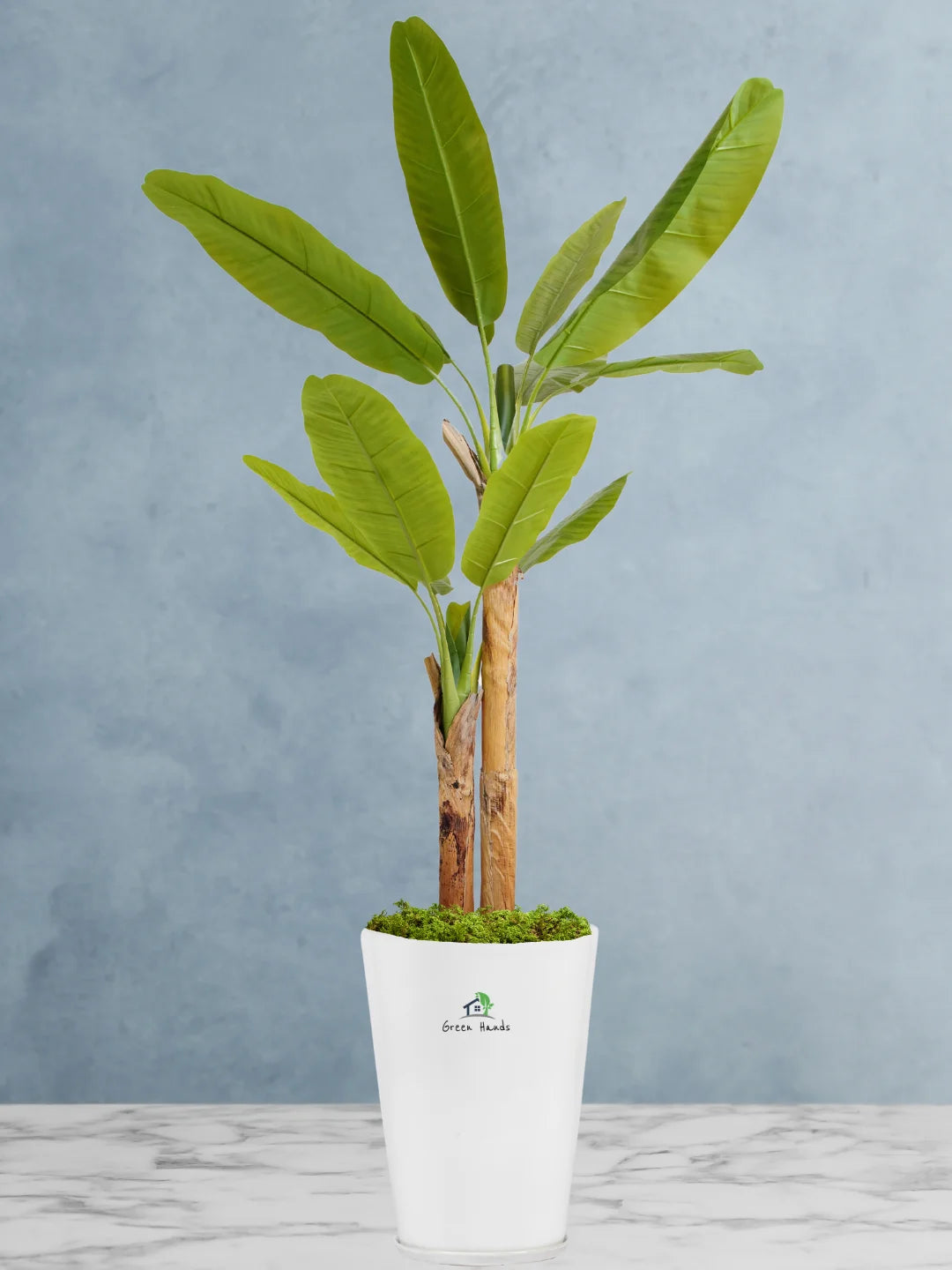 Potted-Artificial-XL-Banana-Tree-in-Premium-Glossy-White-Ceramic-Pot