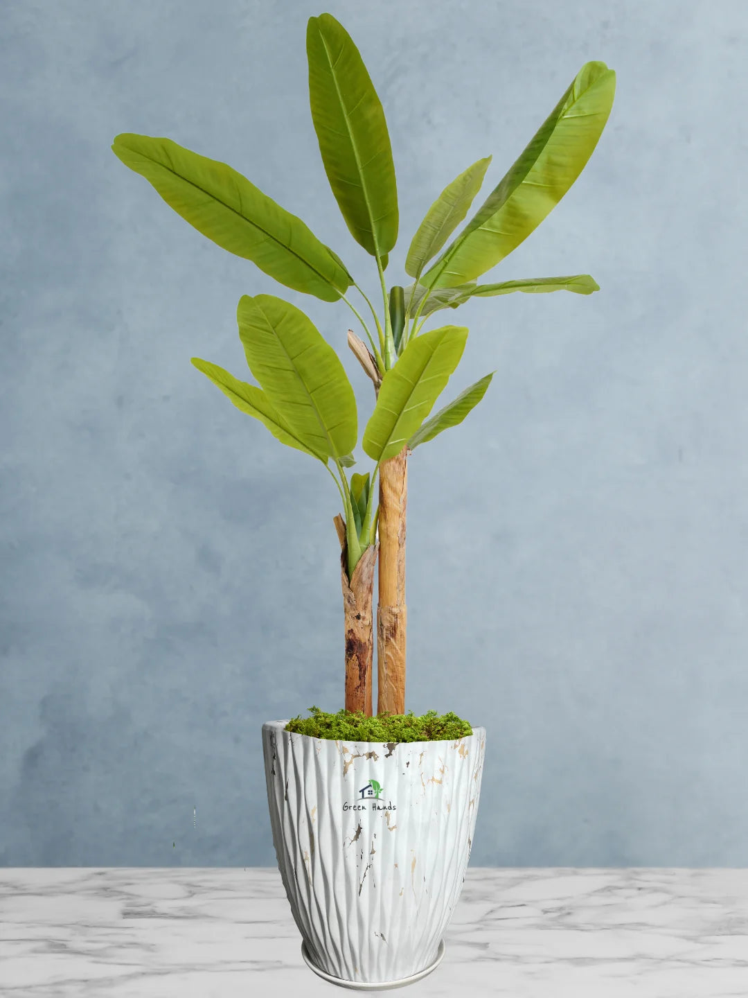 Potted-Artificial-XL-Banana-Tree-in-Premium-Marble-Gold-Ceramic-Pot