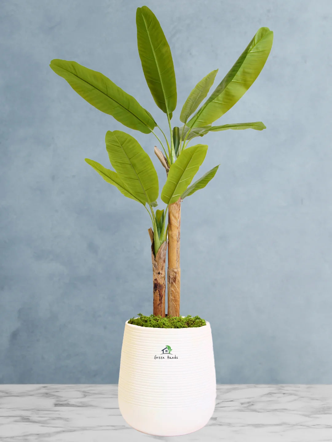 Premium Indoor Artificial Banana Tree | XL Size 190-200cm | Perfect for Dubai, Abu Dhabi, UAE Homes & Offices