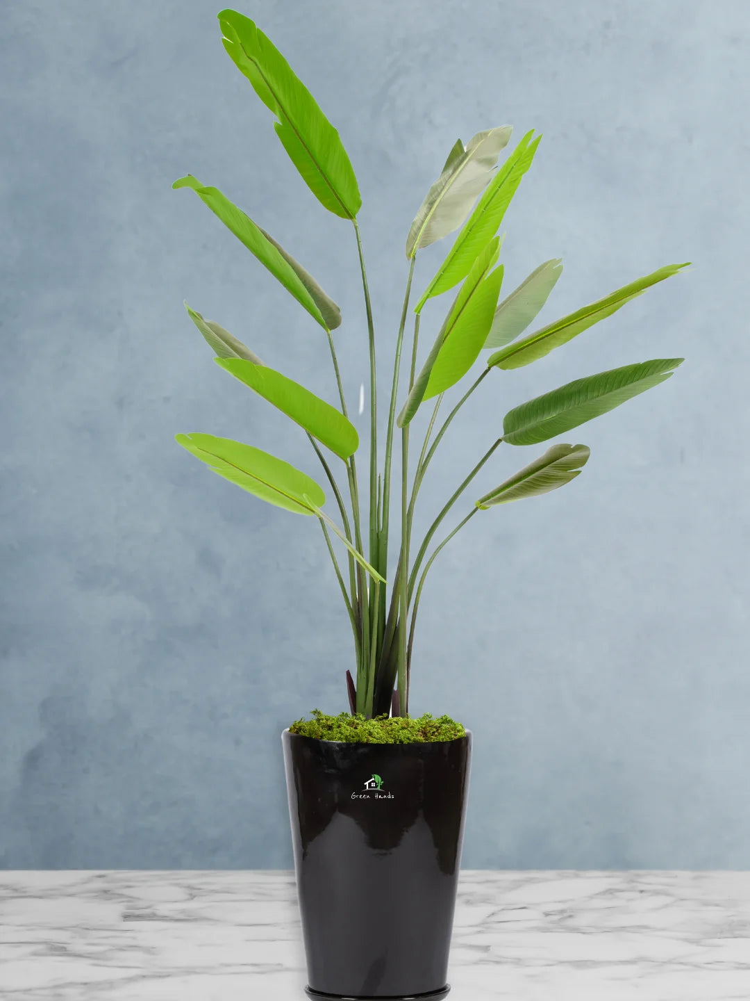 Potted-Artificial-XXL-Bird-of-Paradise-Tree-in-Premium-Glossy-White-Ceramic-Pot
