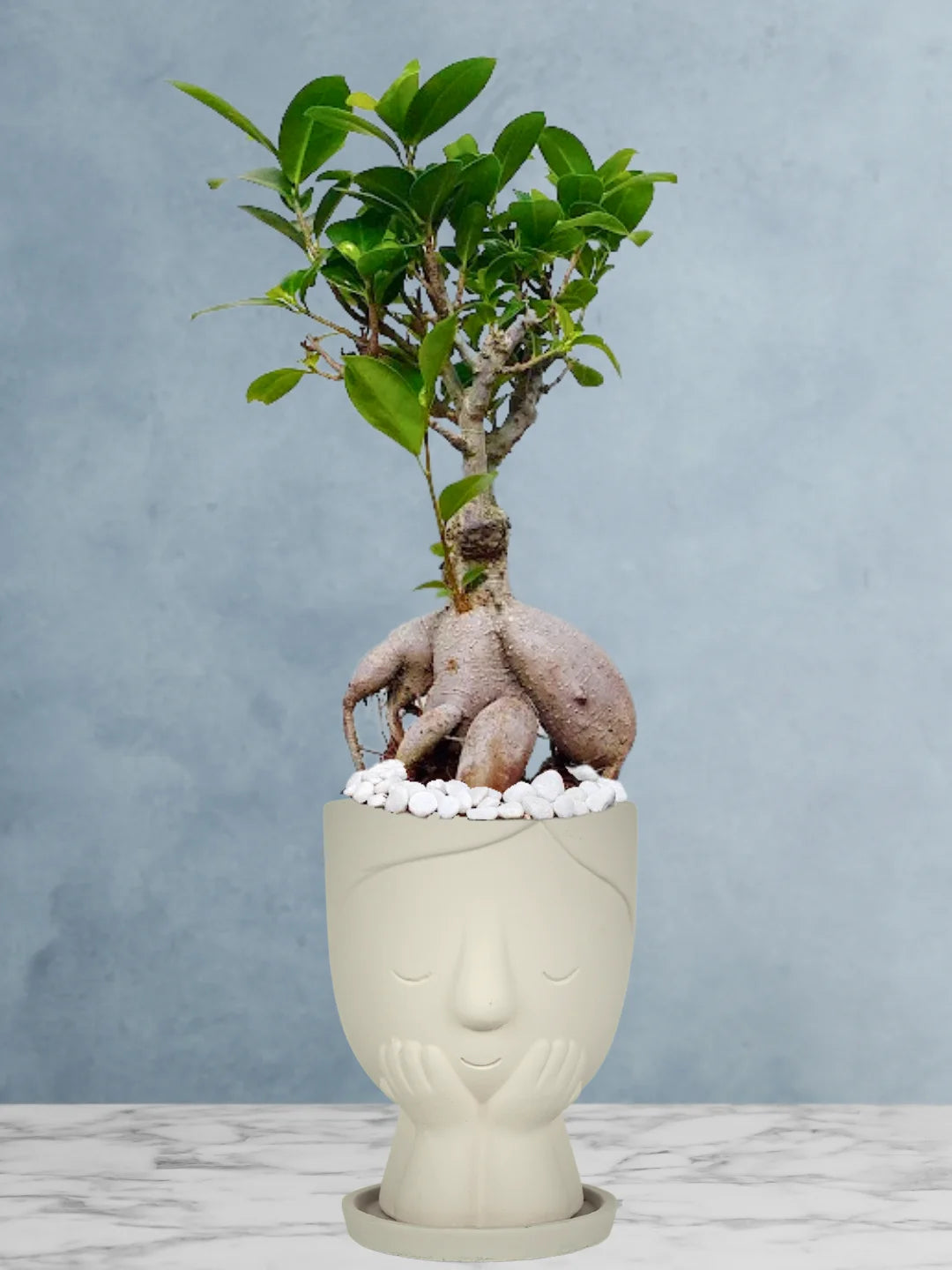 Potted-Bonsai-Tree-in-Adorable-Cute-Girl-Face-Planter-Beige-1