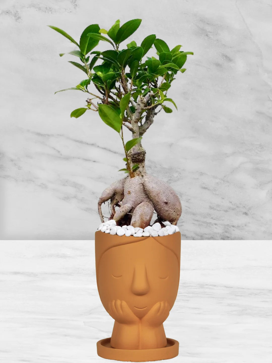 Potted-Bonsai-Tree-in-Adorable-Cute-Girl-Face-Planter-Terracotta-1