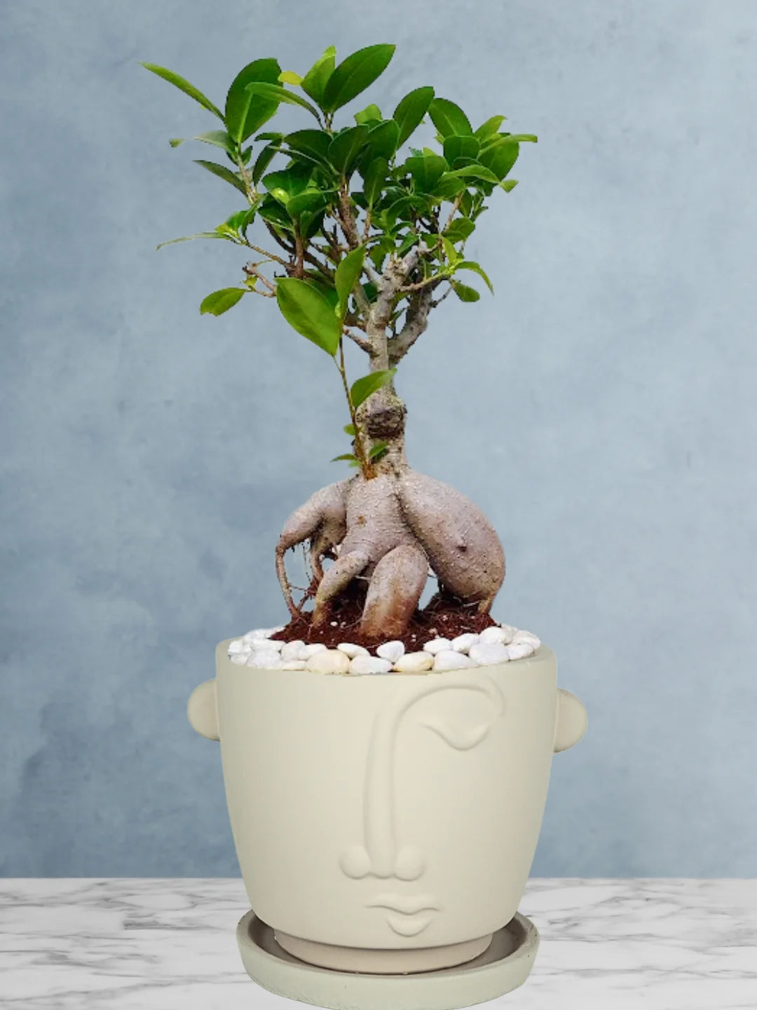 Potted-Bonsai-Tree-in-Adorable-Terracotta-Face-Planter-Beige-1