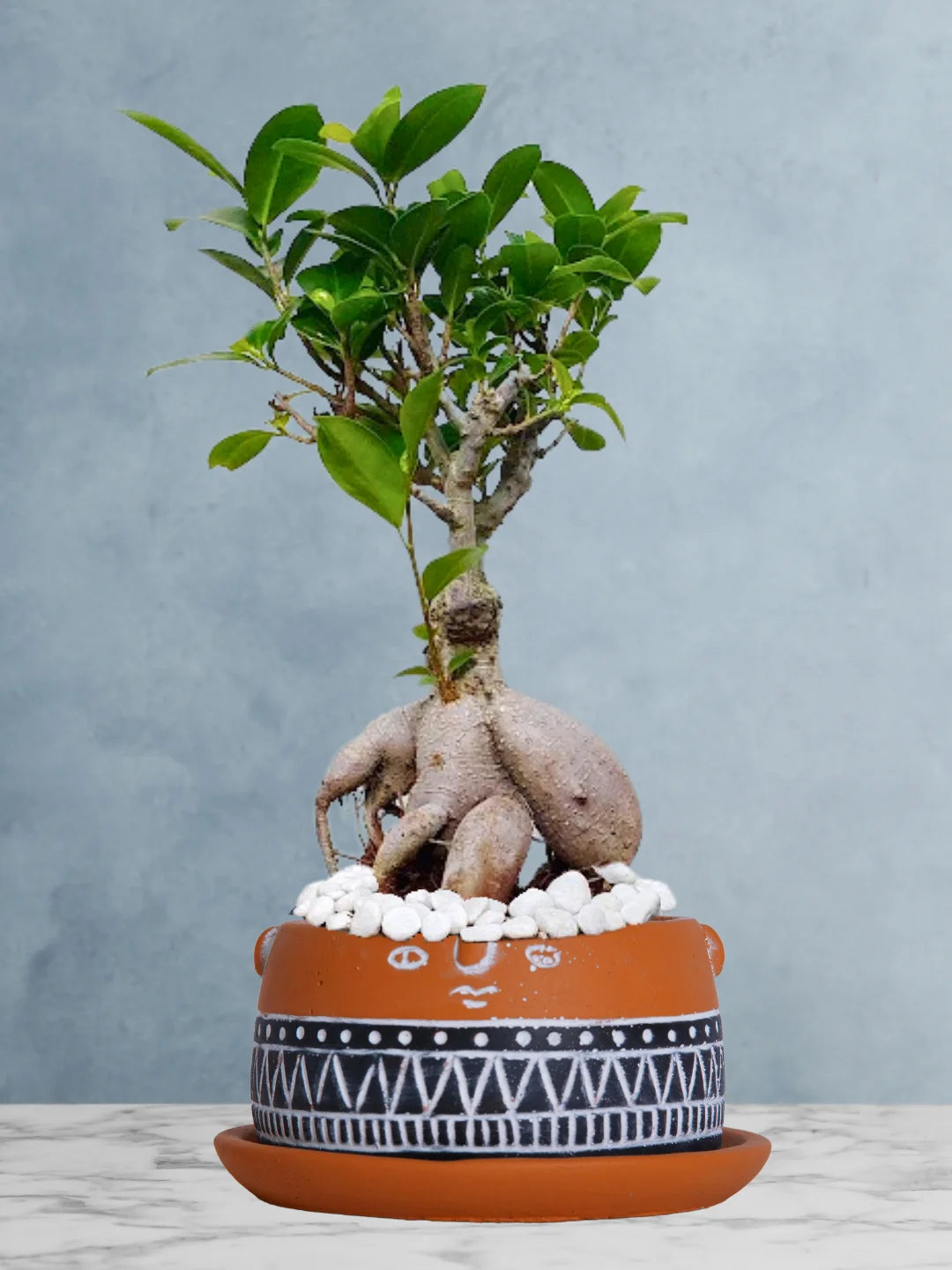 Potted-Bonsai-Tree-in-African-Tribal-Face-Pot-1