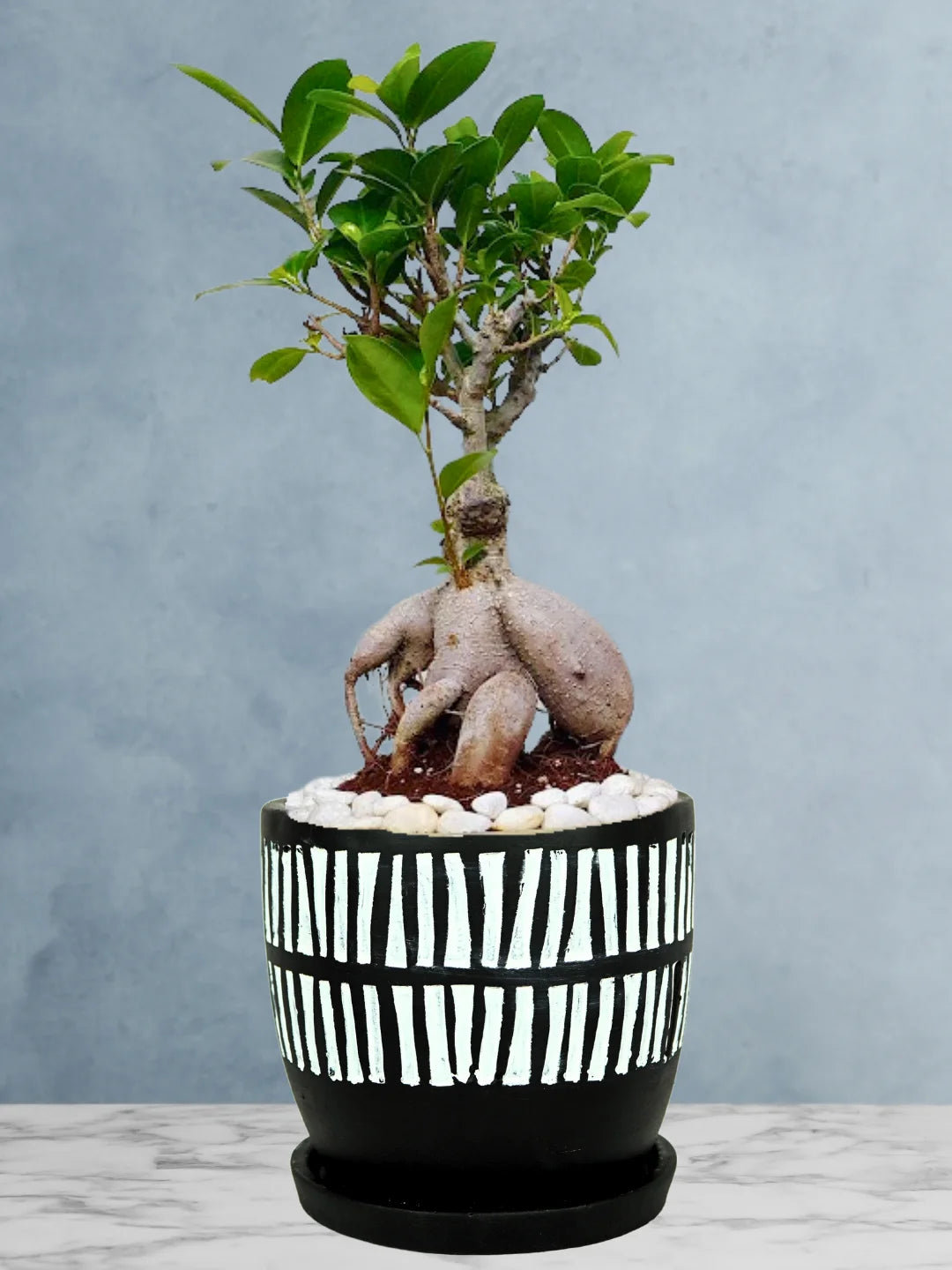 Potted-Bonsai-Tree-in-African-Tribal-Marks-Pot-1