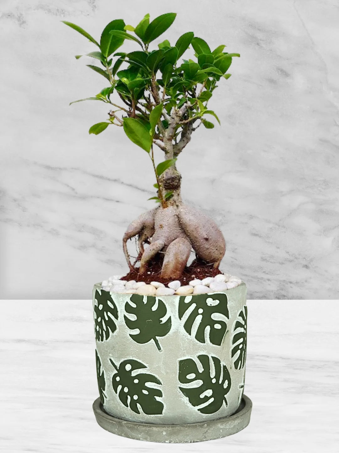 Potted-Bonsai-Tree-in-Monstera-Deliciosa-Pattern-Pot-1
