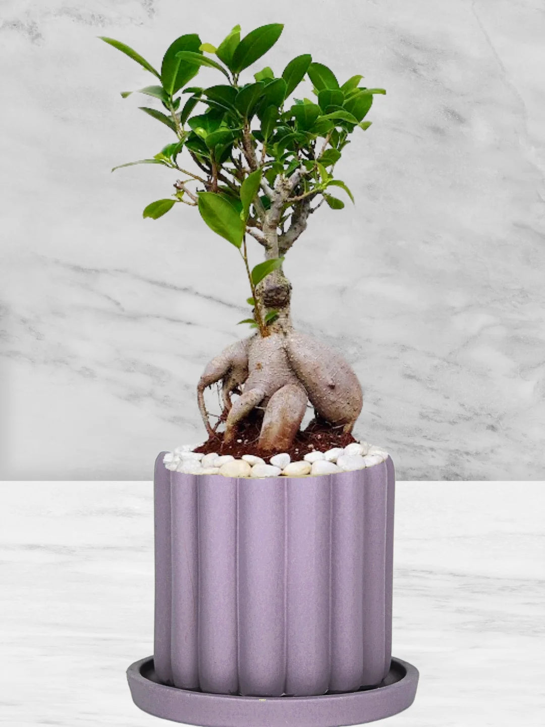Potted-Bonsai-Tree-in-Scandinavian-Style-Ceramic-Pot-Fluted-Purple-1