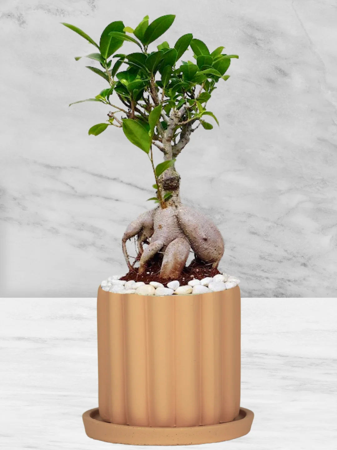 Potted-Bonsai-Tree-in-Scandinavian-Style-Ceramic-Pot-Fluted-Terracotta-1