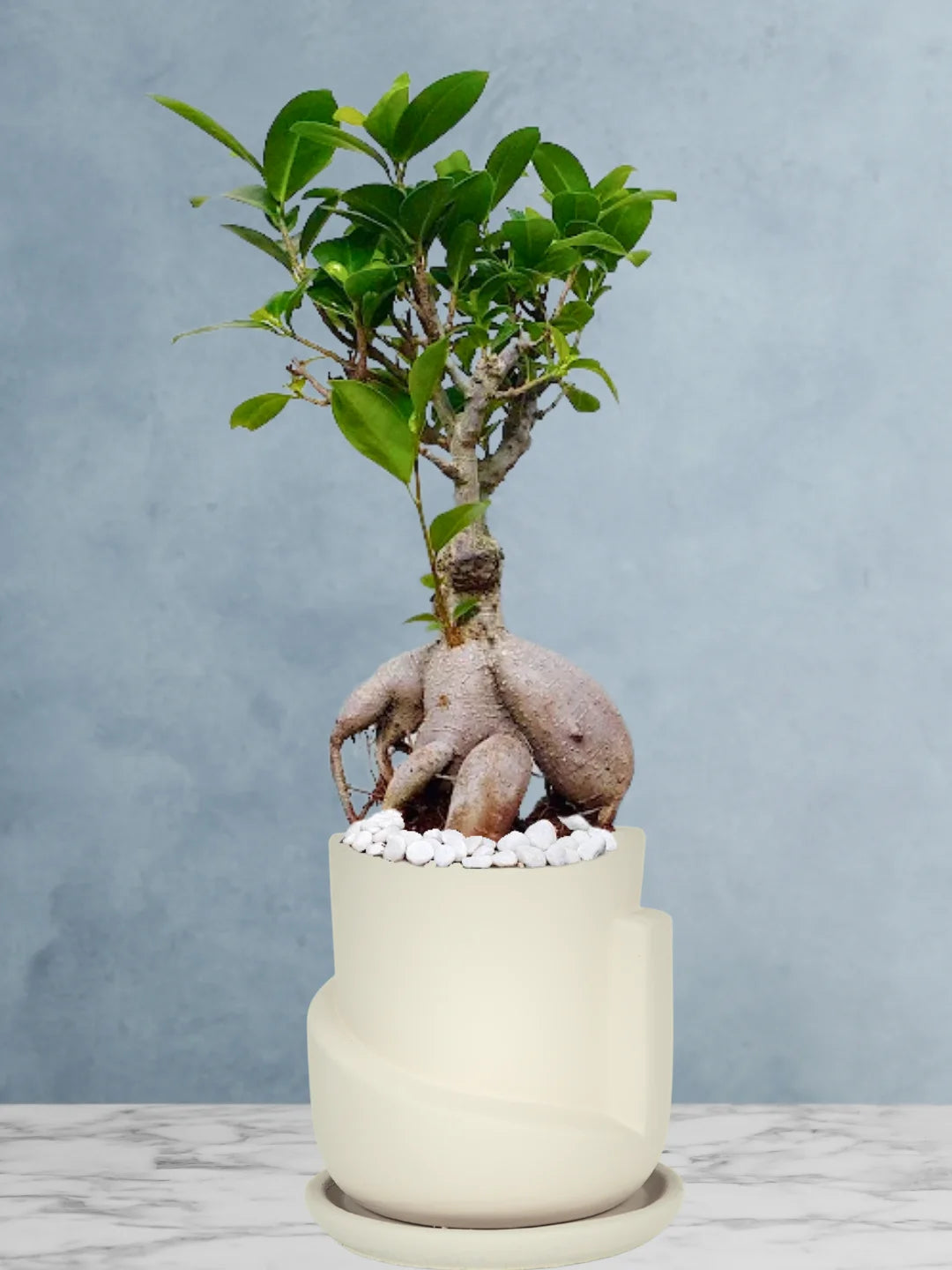 Potted-Bonsai-Tree-in-Sustainable-3D-Sculptural-Planter-Biege-1
