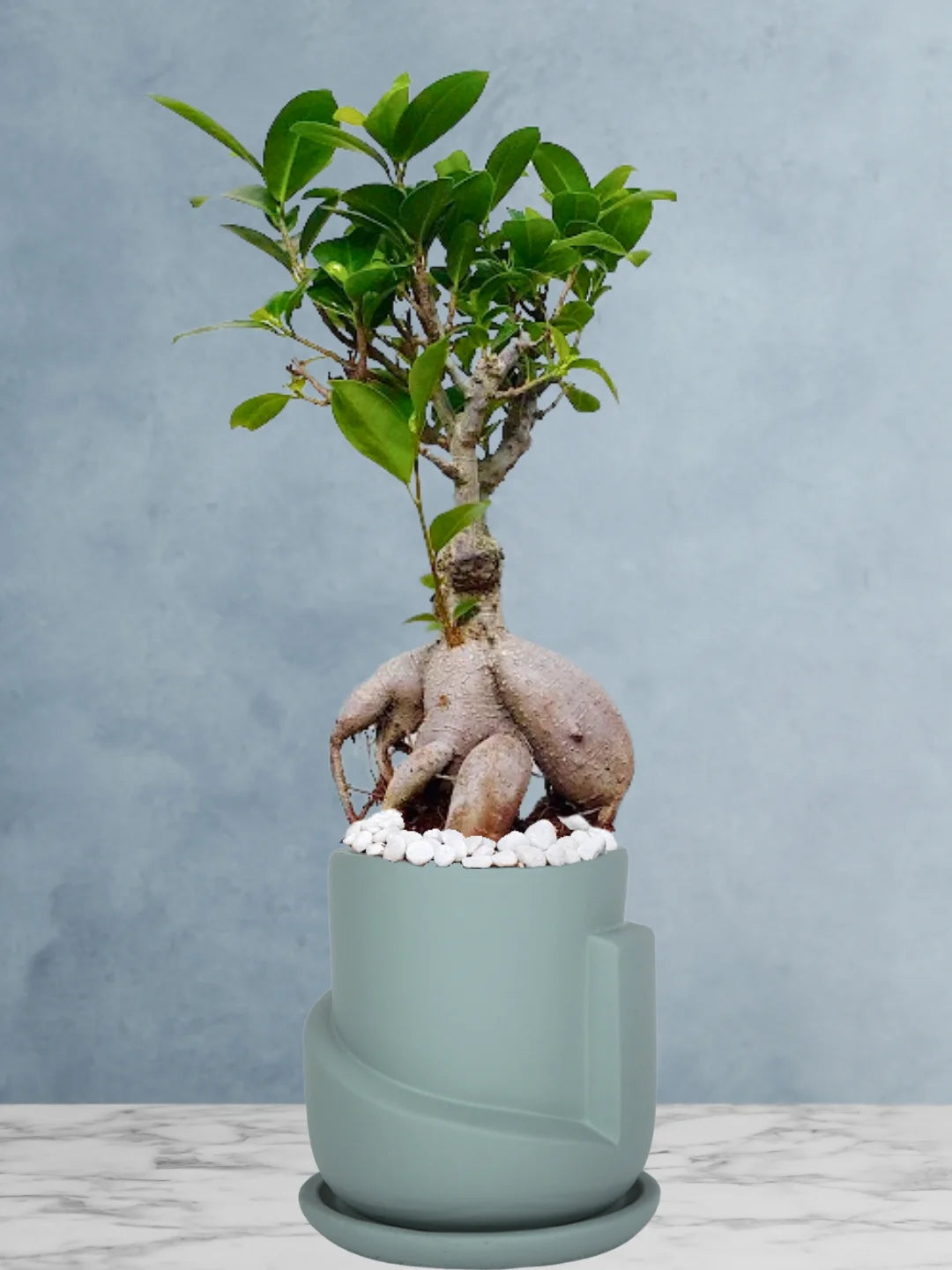 Best Bonsai Gift | Potted Ficus Bonsai | Pot Inclusive