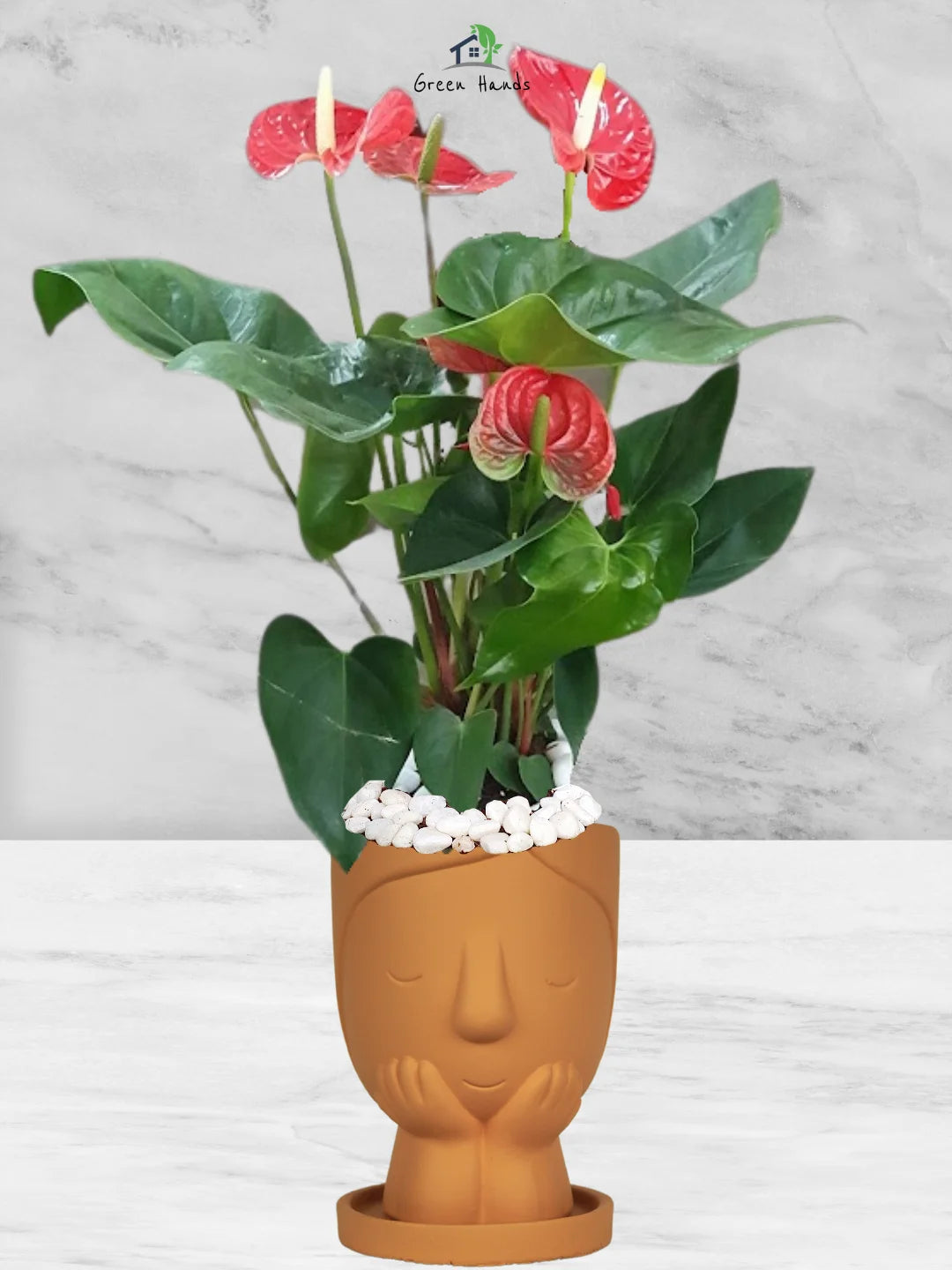 Potted-Holland-Red-Anthurium-Plant-in-Little-Girl-Face-Planter-Terracotta